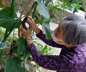 夏野菜の収穫🍆たかのしの杜