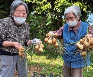 野菜の収穫🥬たかのしの杜